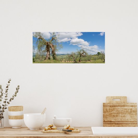 Alte Olivenbäume in der Toskana Poster (Küche)