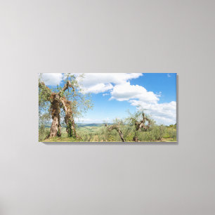 Alte Olivenbäume in einer Landschaft in Toskana Leinwanddruck