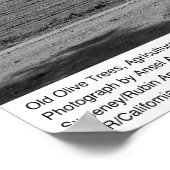 Alte Olivenbäume, Universität Kalifornien, Davis Poster (Ecke)