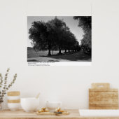 Alte Olivenbäume, Universität Kalifornien, Davis Poster (Küche)