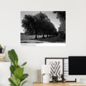 Alte Olivenbäume, Universität Kalifornien, Davis Poster (Heimbüro)