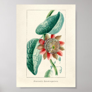 Alte Passionsblume Poster