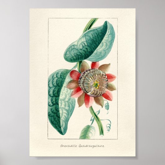 Alte Passionsblume Poster (Vorne)