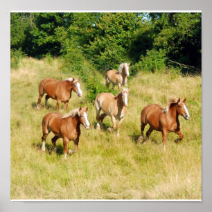 Alte Pferde drucken Poster