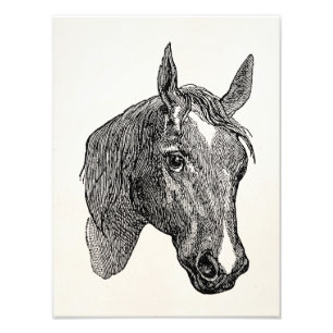 Alte Pferdekopf-Illustration aus dem 19. Jahrhunde Fotodruck