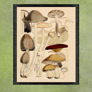 Alte Pilzarten Botanische Grafik Poster