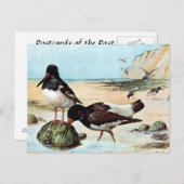 Alte Postkarte - Austernfang (Vorne/Hinten)