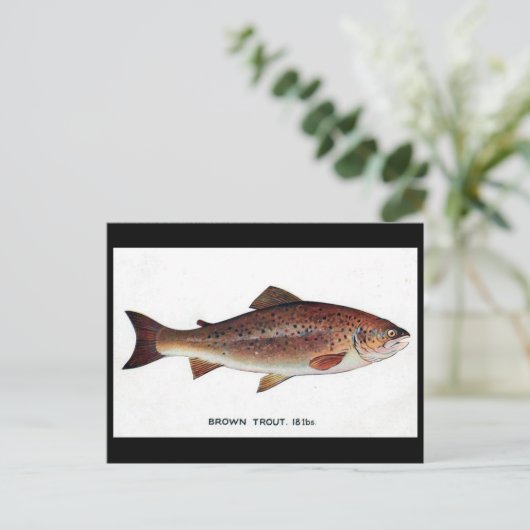 Alte Postkarte - braune Forelle (Stehend Vorderseite)