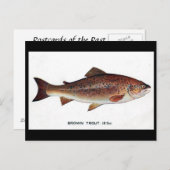 Alte Postkarte - braune Forelle (Vorne/Hinten)