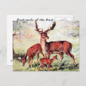 Alte Postkarte - Braunschweig (Vorne/Hinten)