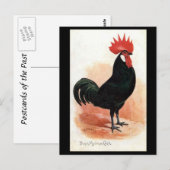 Alte Postkarte - Ein schwarzer Minorab (Vorne/Hinten)