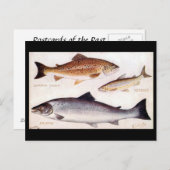 Alte Postkarte - Forelle, Vendace und Lachs (Vorne/Hinten)