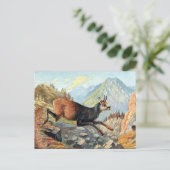 Alte Postkarte - Gämse (Stehend Vorderseite)