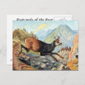 Alte Postkarte - Gämse (Vorne/Hinten)