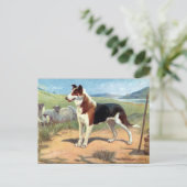 Alte Postkarte - glatte, haarige Collie (Stehend Vorderseite)