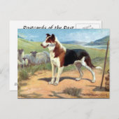 Alte Postkarte - glatte, haarige Collie (Vorne/Hinten)