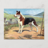 Alte Postkarte - glatte, haarige Collie (Vorderseite)