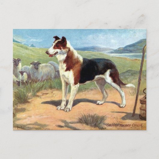 Alte Postkarte - glatte, haarige Collie (Vorderseite)