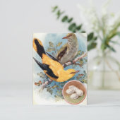 Alte Postkarte - Golden Oriole (Stehend Vorderseite)