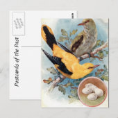 Alte Postkarte - Golden Oriole (Vorne/Hinten)