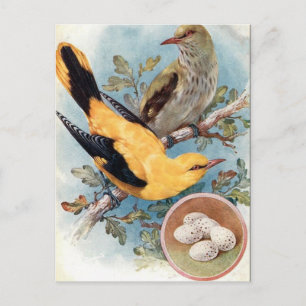 Alte Postkarte - Golden Oriole