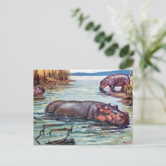 Alte Postkarte - Hippopotamus (Stehend Vorderseite)