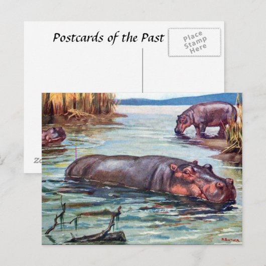 Alte Postkarte - Hippopotamus (Vorne/Hinten)