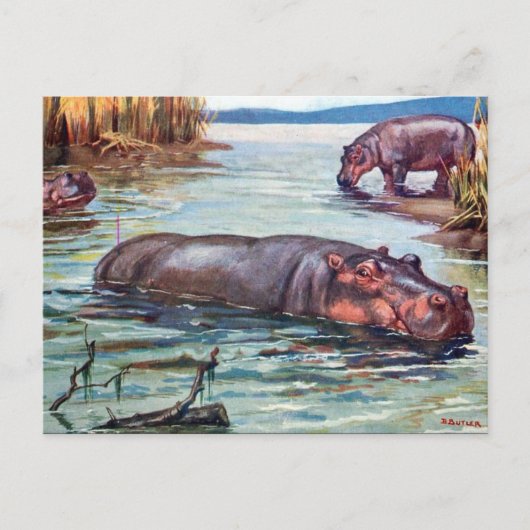 Alte Postkarte - Hippopotamus (Vorderseite)