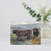 Alte Postkarte - Hochlandrinder (Stehend Vorderseite)