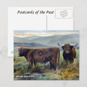 Alte Postkarte - Hochlandrinder (Vorne/Hinten)