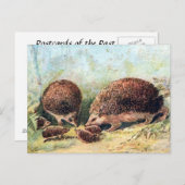 Alte Postkarte - Igel (Vorne/Hinten)