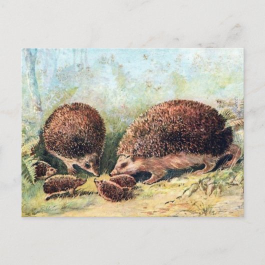 Alte Postkarte - Igel (Vorderseite)