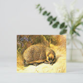 Alte Postkarte - Igel (Stehend Vorderseite)