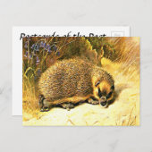 Alte Postkarte - Igel (Vorne/Hinten)