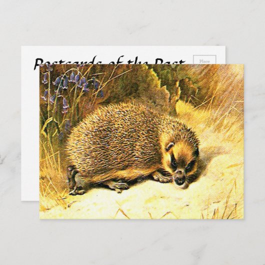Alte Postkarte - Igel (Vorne/Hinten)