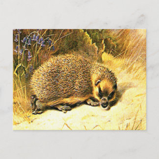 Alte Postkarte - Igel