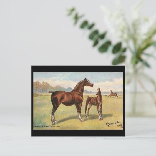 Alte Postkarte - Pferde (Stehend Vorderseite)