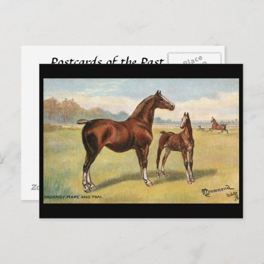 Alte Postkarte - Pferde (Vorne/Hinten)