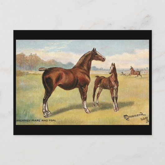 Alte Postkarte - Pferde (Vorderseite)