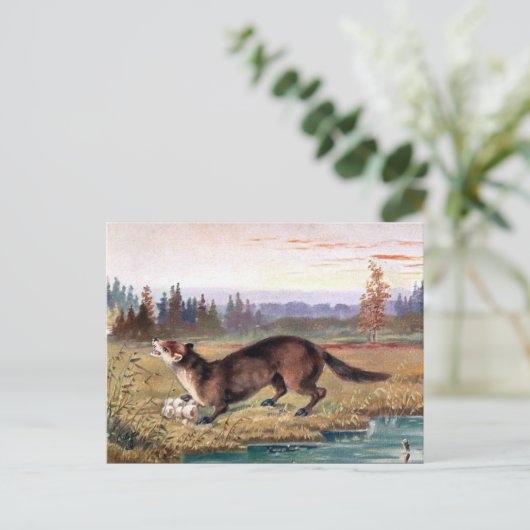 Alte Postkarte - Pine Marten (Stehend Vorderseite)