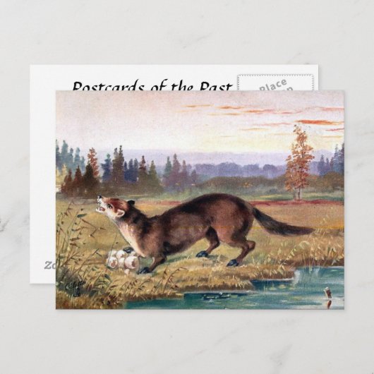 Alte Postkarte - Pine Marten (Vorne/Hinten)