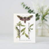 Alte Postkarte - Private Hawk Moth (Stehend Vorderseite)