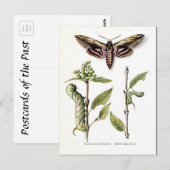 Alte Postkarte - Private Hawk Moth (Vorne/Hinten)