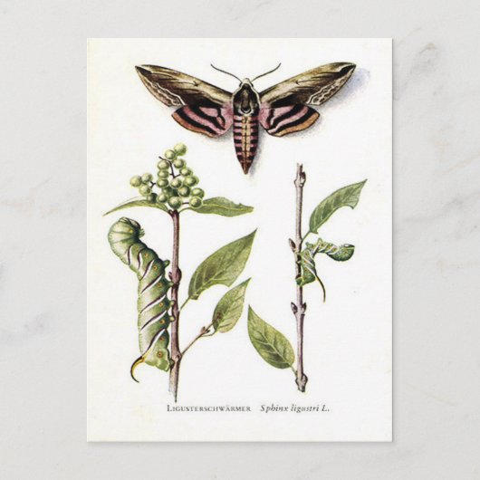 Alte Postkarte - Private Hawk Moth (Vorderseite)