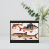 Alte Postkarte - Ruffe, Perch und Barbel (Stehend Vorderseite)