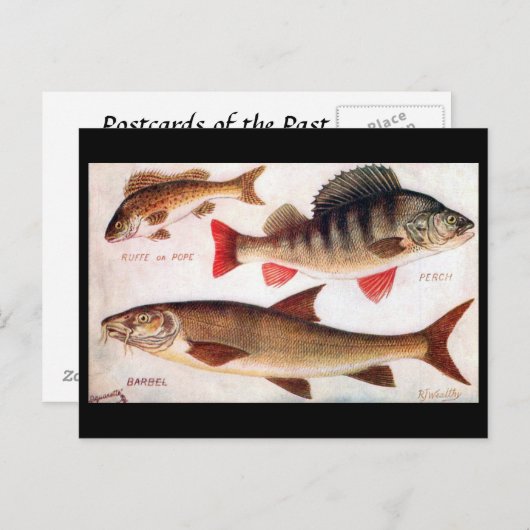 Alte Postkarte - Ruffe, Perch und Barbel (Vorne/Hinten)