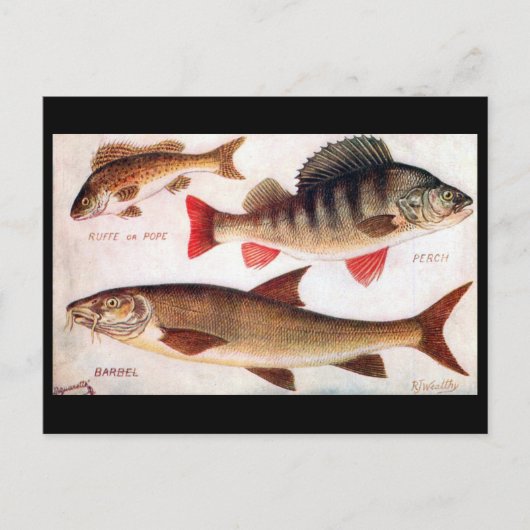 Alte Postkarte - Ruffe, Perch und Barbel (Vorderseite)