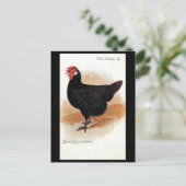 Alte Postkarte - Schwarze Minorca Hen (Stehend Vorderseite)