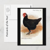 Alte Postkarte - Schwarze Minorca Hen (Vorne/Hinten)