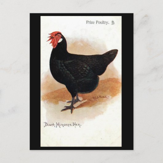 Alte Postkarte - Schwarze Minorca Hen (Vorderseite)